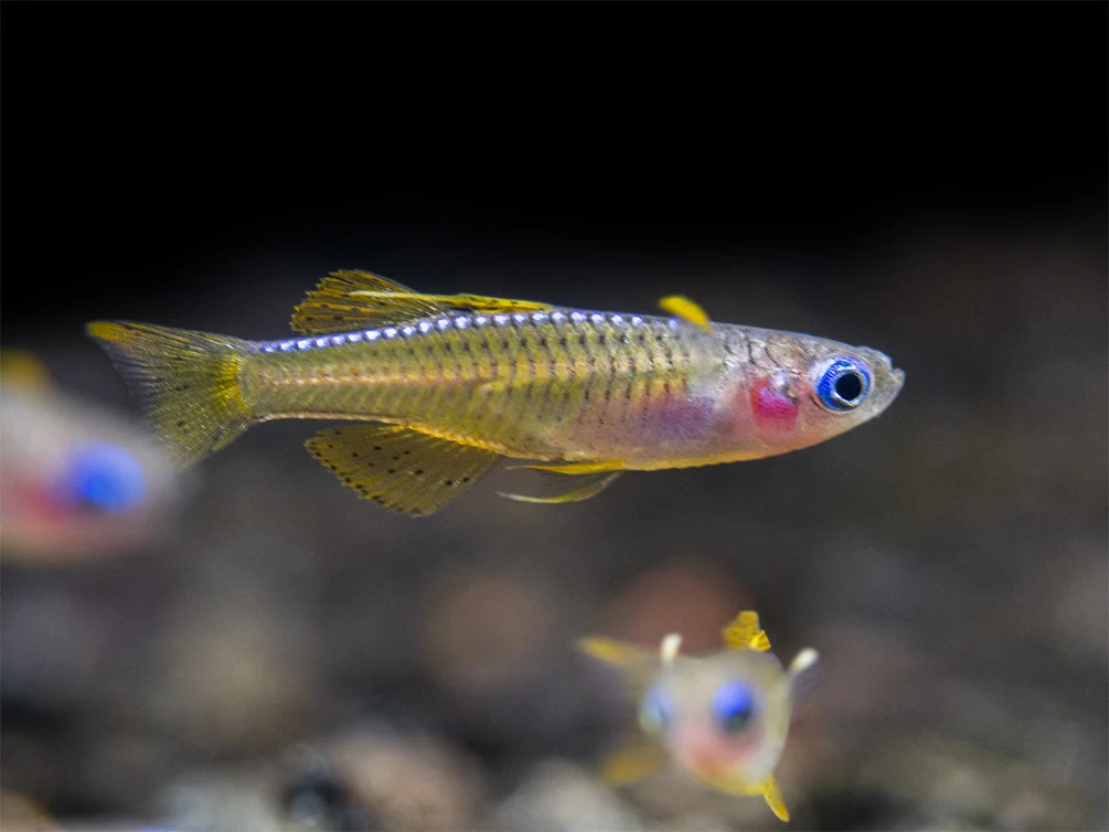 Red Neon Blue Eye Rainbowfish (Pseudomugil Luminatus), Tank-Bred - Image 19