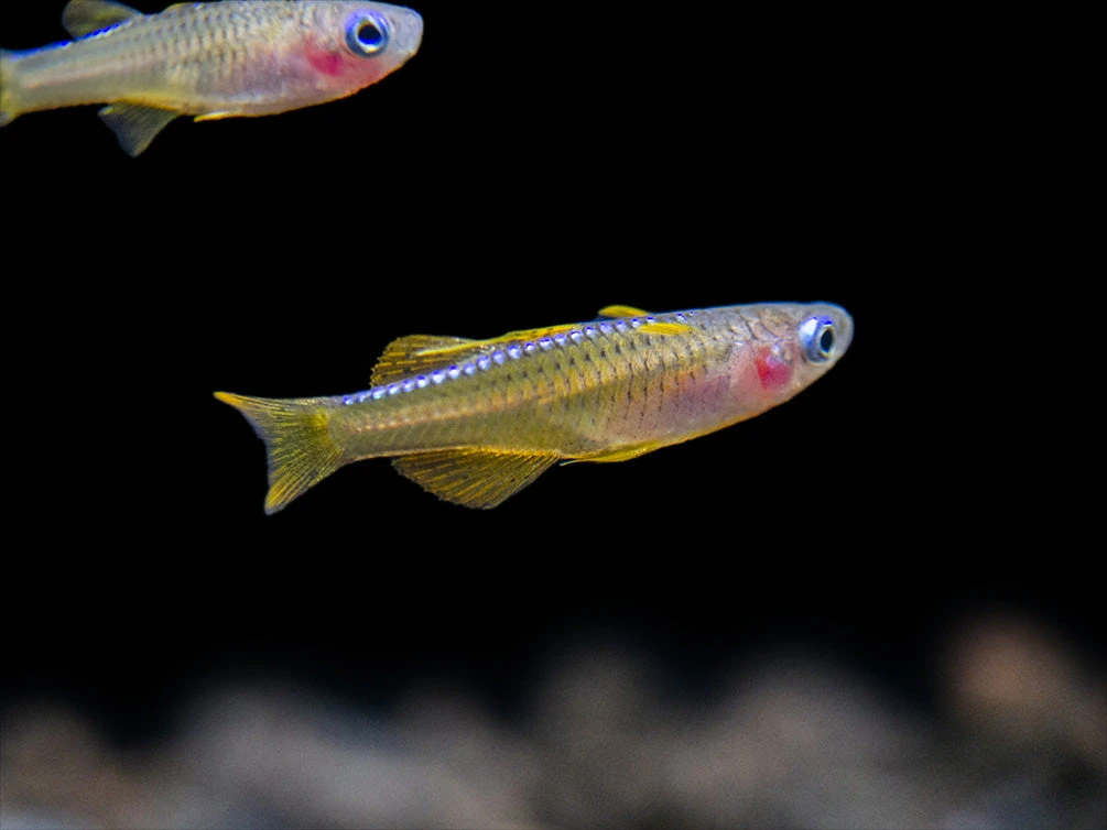 Red Neon Blue Eye Rainbowfish (Pseudomugil Luminatus), Tank-Bred - Image 3