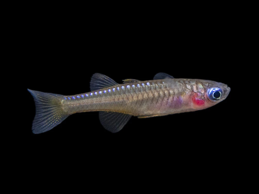 Red Neon Blue Eye Rainbowfish (Pseudomugil Luminatus), Tank-Bred - Image 10