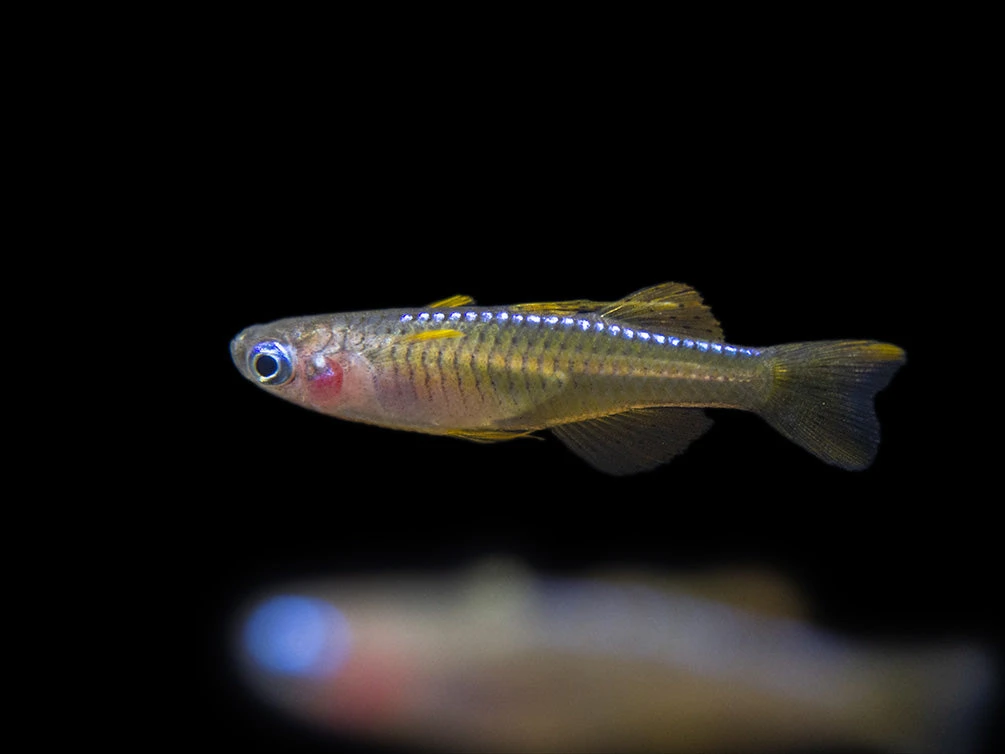 Red Neon Blue Eye Rainbowfish (Pseudomugil Luminatus), Tank-Bred - Image 12