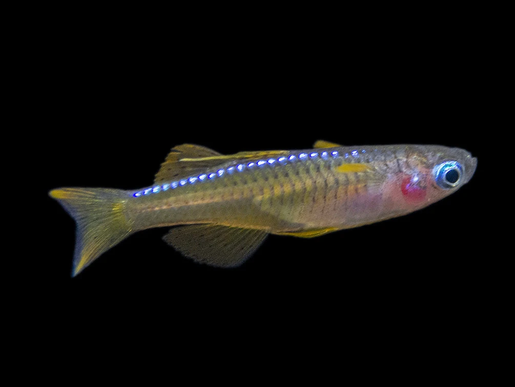Red Neon Blue Eye Rainbowfish (Pseudomugil Luminatus), Tank-Bred - Image 8