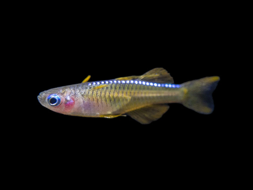 Red Neon Blue Eye Rainbowfish (Pseudomugil Luminatus), Tank-Bred - Image 5