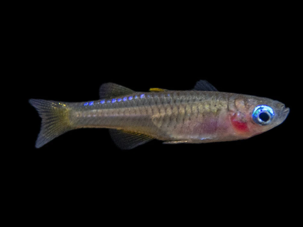 Red Neon Blue Eye Rainbowfish (Pseudomugil Luminatus), Tank-Bred - Image 17