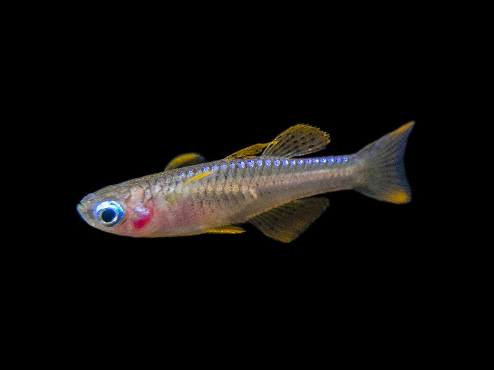 Red Neon Blue Eye Rainbowfish (Pseudomugil Luminatus), Tank-Bred - Image 7