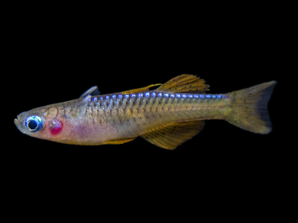 Red Neon Blue Eye Rainbowfish (Pseudomugil Luminatus), Tank-Bred - Image 14