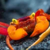 Mandarin Vampire Crab (Geosesarma Notophorum)