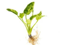 Marble Queen Radican Sword (Echinodorus Cordifolius "Marble Queen"), Bare Root