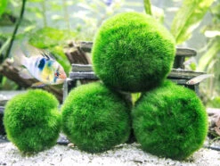 Giant Marimo Moss Balls (1.5-2 Inch)