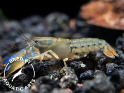 Misol Island AKA Blue Lightning Striped Crayfish (Cherax Misolicus), BREDBY: Aquatic Arts