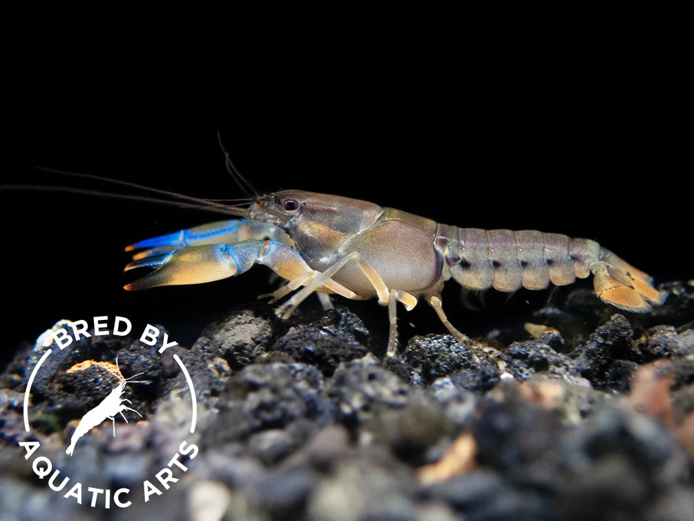 Misol Island AKA Blue Lightning Striped Crayfish (Cherax Misolicus), BREDBY: Aquatic Arts - Image 2