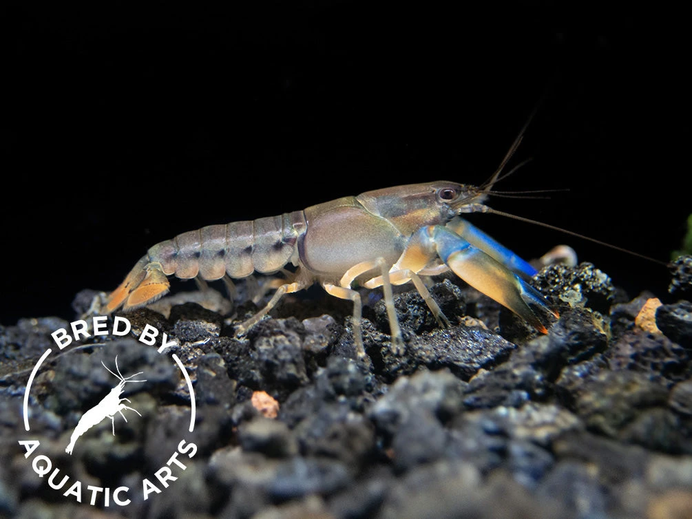Misol Island AKA Blue Lightning Striped Crayfish (Cherax Misolicus), BREDBY: Aquatic Arts - Image 3