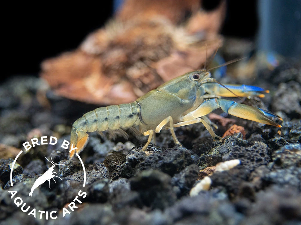 Misol Island AKA Blue Lightning Striped Crayfish (Cherax Misolicus), BREDBY: Aquatic Arts - Image 4