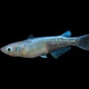 Blue Miyuki Medaka Ricefish Aka Japanese Ricefish/Killifish (Oryzias Latipes), Tank-Bred