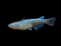 Blue Miyuki Medaka Ricefish Aka Japanese Ricefish/Killifish (Oryzias Latipes), Tank-Bred