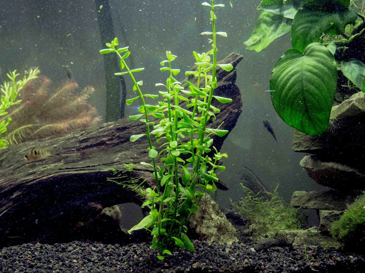 EASY Aquarium Plant Package (5-10 Gallon) - Java Moss, Moneywort, Anubias Sp., Java Fern And 1 Nano Marimo - Image 3