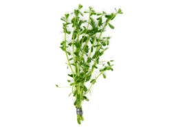 Moneywort (Bacopa Monnieri), Bunched