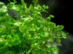 Monte Carlo (Micranthemum Tweediei "Monte Carlo), Pot