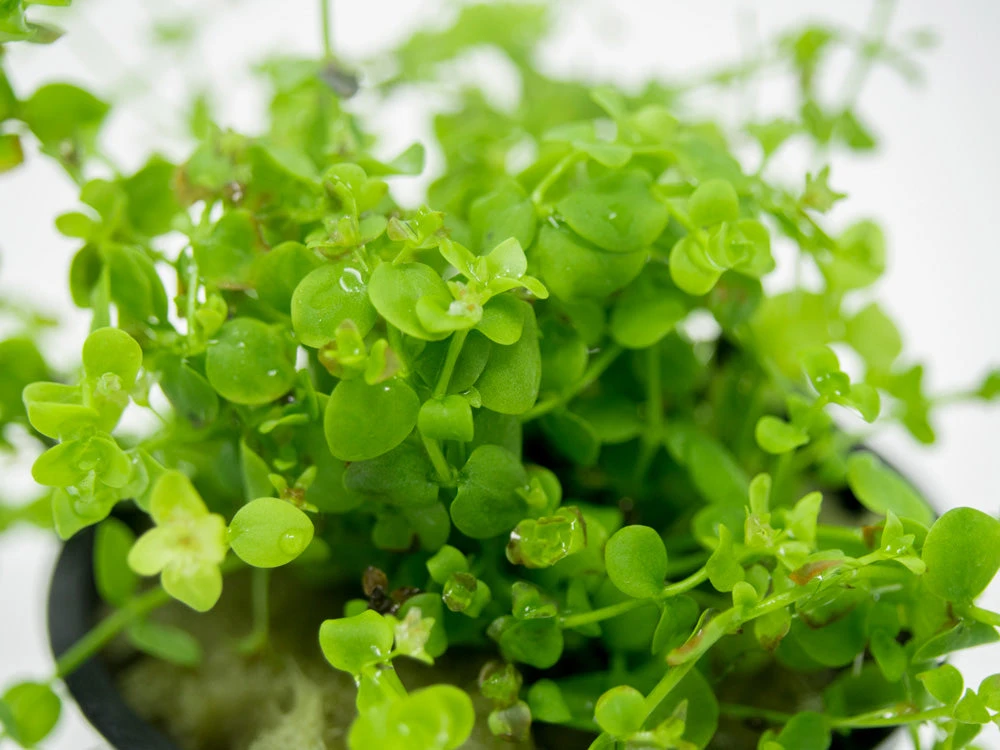 Monte Carlo (Micranthemum Tweediei "Monte Carlo), Pot - Image 3