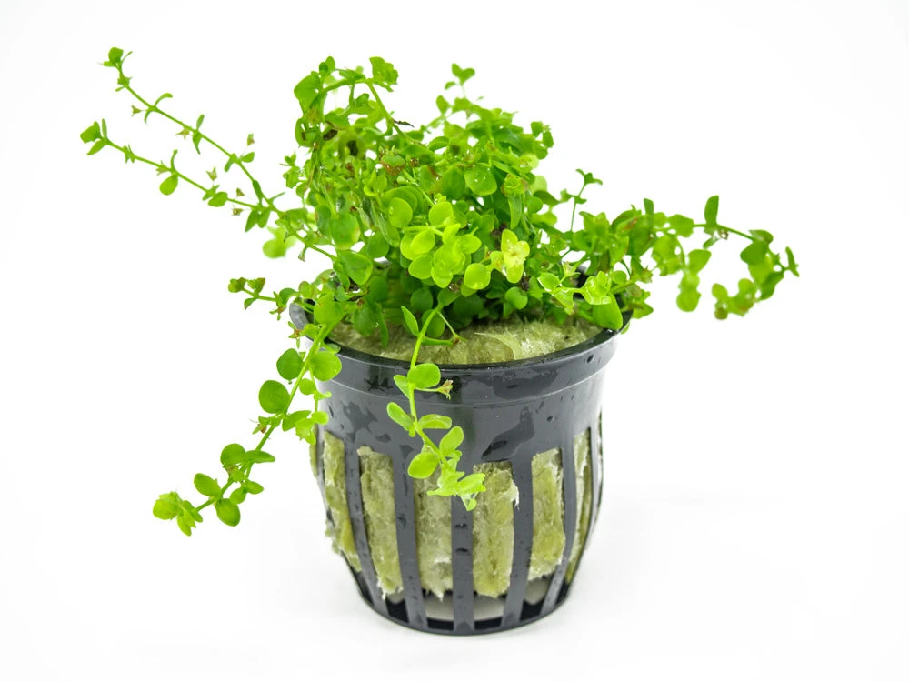 Monte Carlo (Micranthemum Tweediei "Monte Carlo), Pot - Image 4