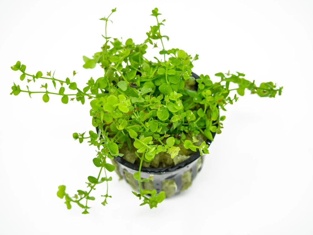 Monte Carlo (Micranthemum Tweediei "Monte Carlo), Pot - Image 6