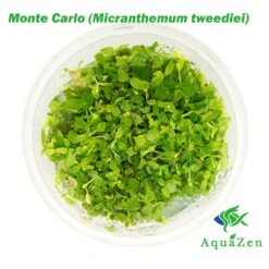 Monte Carlo (Micranthemum Tweediei) Tissue Culture