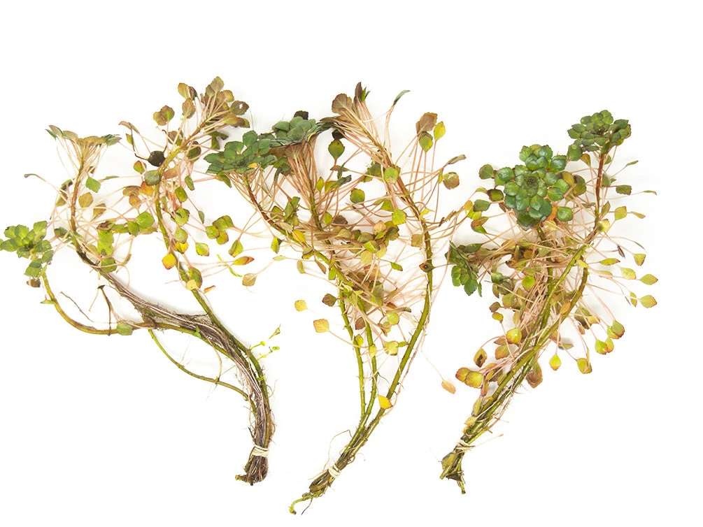 Mosaic Ludwigia (Ludwigia Sedioides), Bunch - Image 7