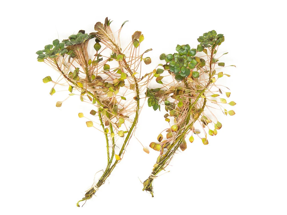Mosaic Ludwigia (Ludwigia Sedioides), Bunch - Image 9