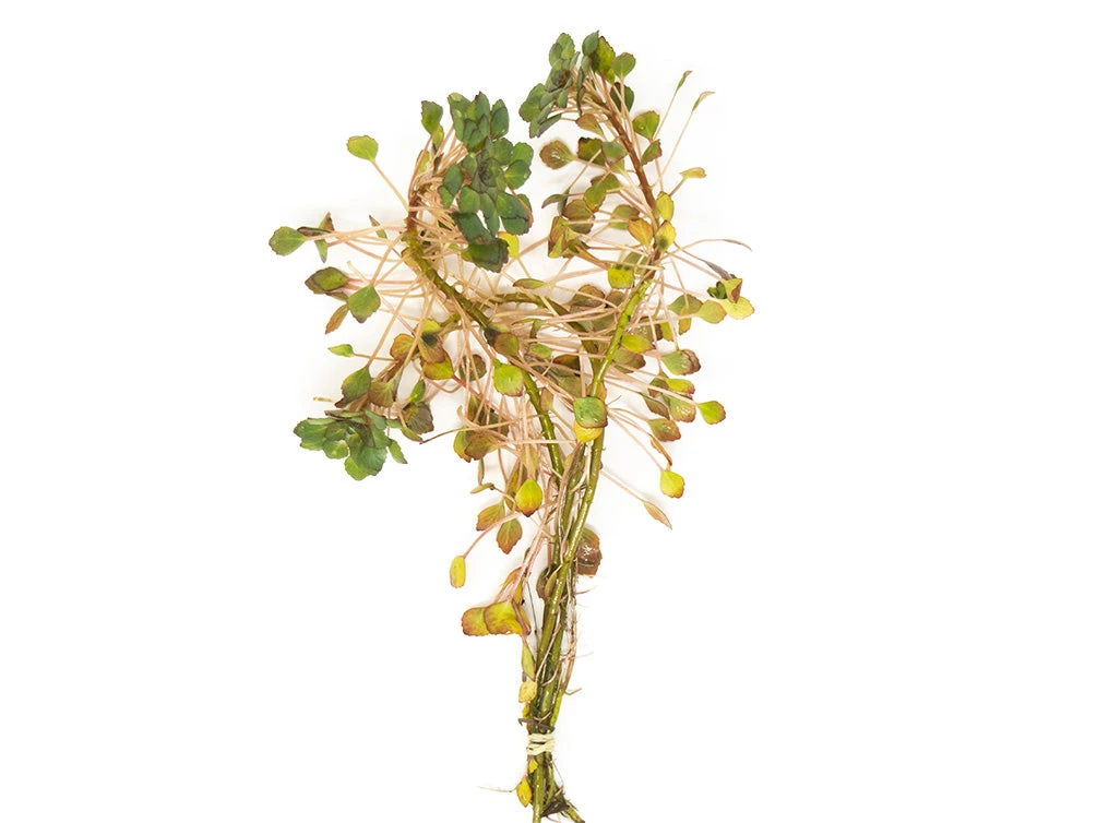 Mosaic Ludwigia (Ludwigia Sedioides), Bunch - Image 3