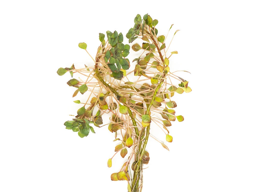 Mosaic Ludwigia (Ludwigia Sedioides), Bunch - Image 6