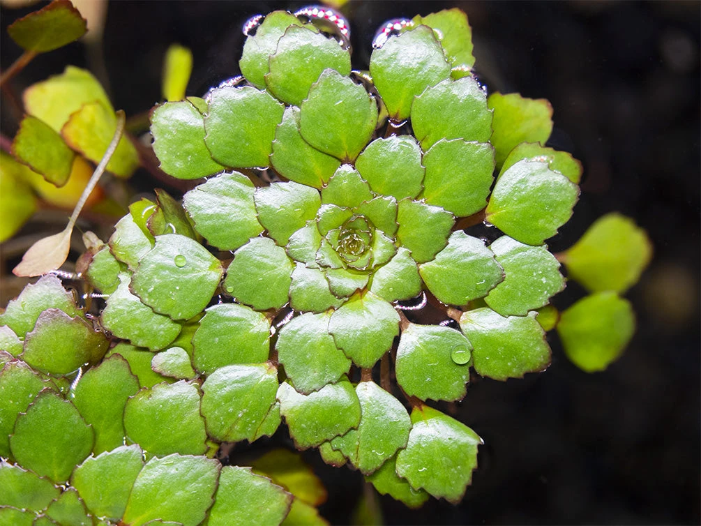 Mosaic Ludwigia (Ludwigia Sedioides), Bunch - Image 8