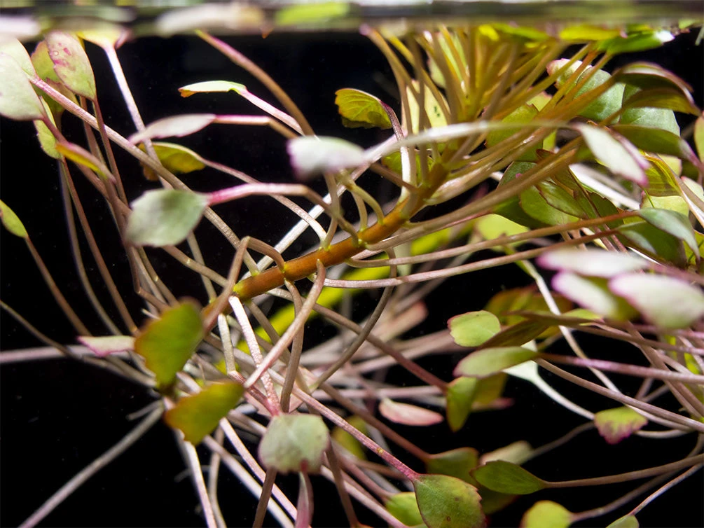 Mosaic Ludwigia (Ludwigia Sedioides), Bunch - Image 5
