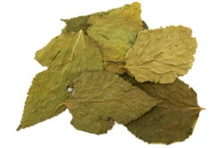 Mulberry Leaves