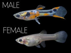 Multi-Color Endler (Poecilia Wingei), Males And Females - Tank-Bred!