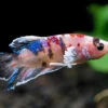 Assorted Multicolor Dumbo Plakat Betta (Betta Splendens) - Tank-Bred!