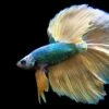 Assorted Mustard Gas Halfmoon Betta (Betta Splendens) - Tank-Bred!