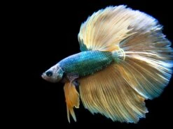 Assorted Mustard Gas Halfmoon Betta (Betta Splendens) - Tank-Bred!