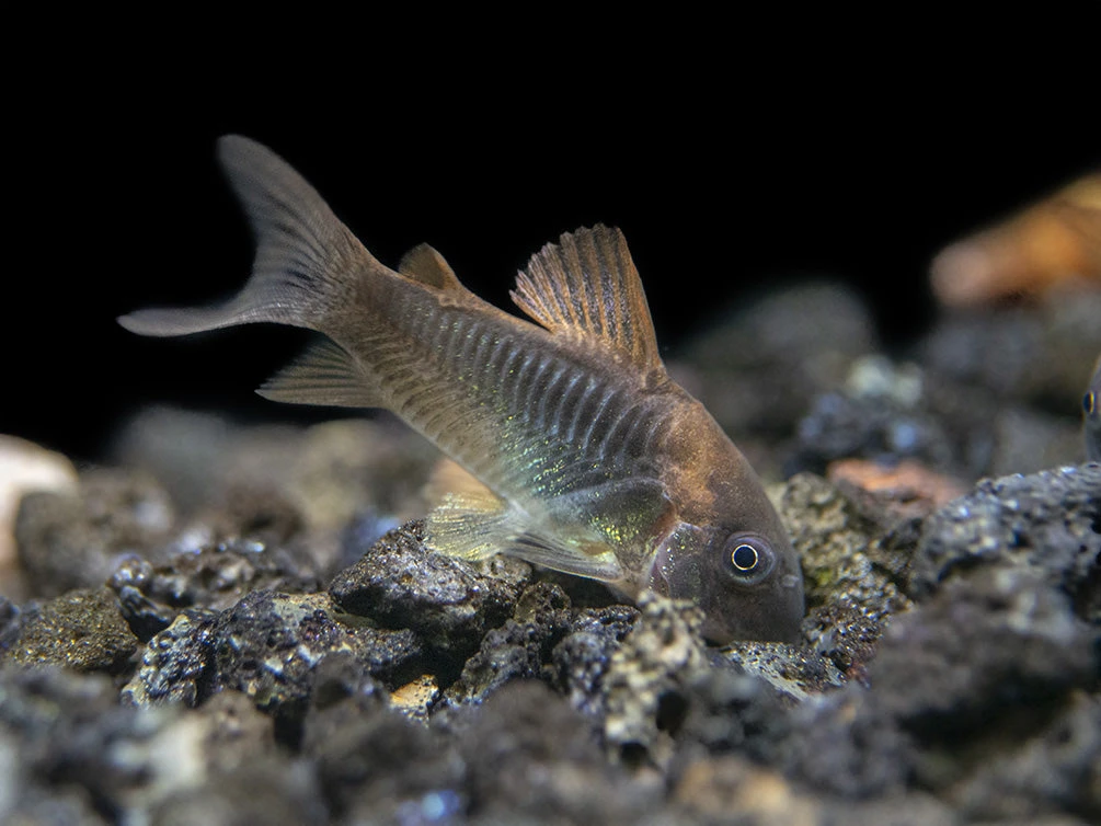 Bronze AKA Green Aeneus Cory Catfish (Corydoras Aeneus), Tank-Bred - Image 5