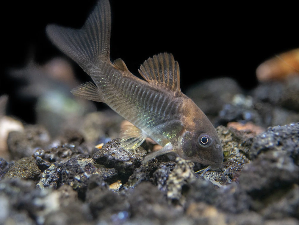 Bronze AKA Green Aeneus Cory Catfish (Corydoras Aeneus), Tank-Bred - Image 8