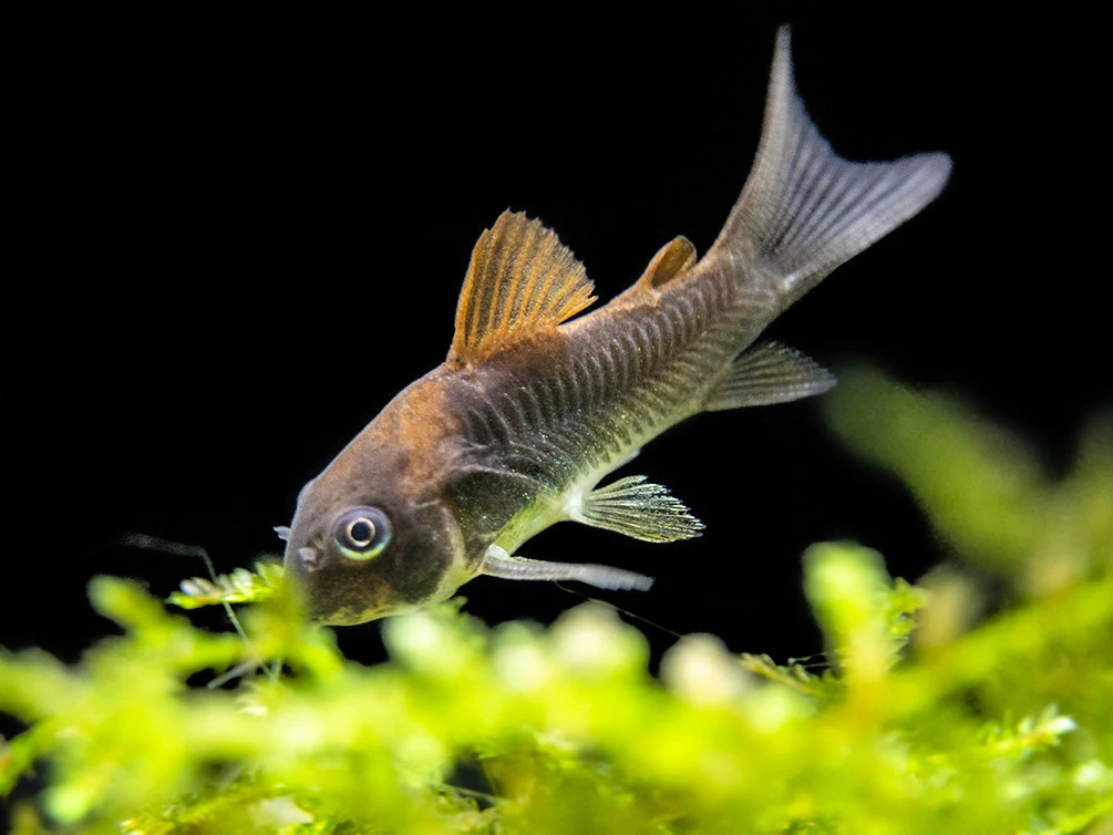 Bronze AKA Green Aeneus Cory Catfish (Corydoras Aeneus), Tank-Bred - Image 3