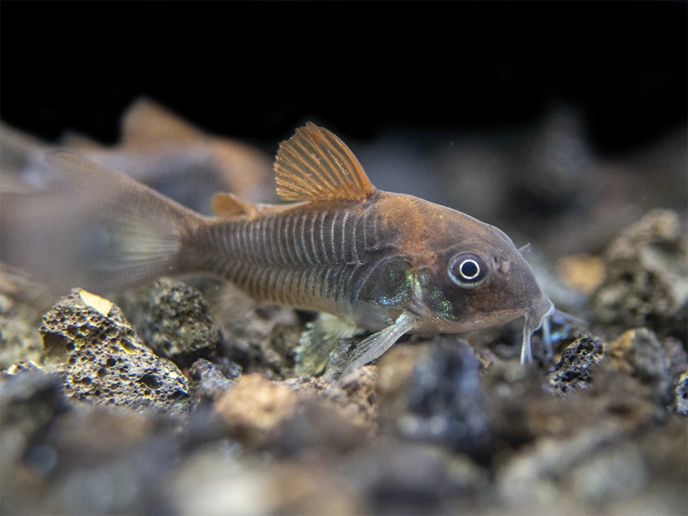 Bronze AKA Green Aeneus Cory Catfish (Corydoras Aeneus), Tank-Bred