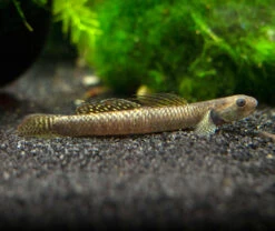Rainbow Stiphodon Goby (Stiphodon Ornatus)