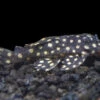 L471 White Spotted Dwarf Hypancistrus AKA Mini Snowball Pleco (Hypancistrus Sp.)