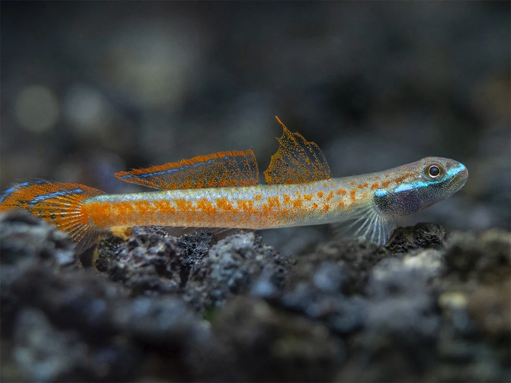 Annie's Dwarf Goby (Stiphodon Annieae)
