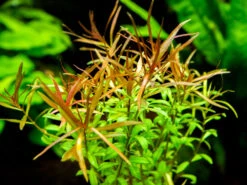 Needle Leaf Ludwigia (Ludwigia Arcuata), Bunched