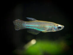 Neon Stripe Lampeye Killifish (Aplocheilichthys Macrophthalmus), TANK-BRED!