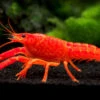 Neon Red Crayfish (Procambarus Clarkii) Aka Orange/Tangerine Crayfish - Tank Bred!