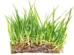 Neoregalia Bromeliad Sp. Hybrid Tissue Culture