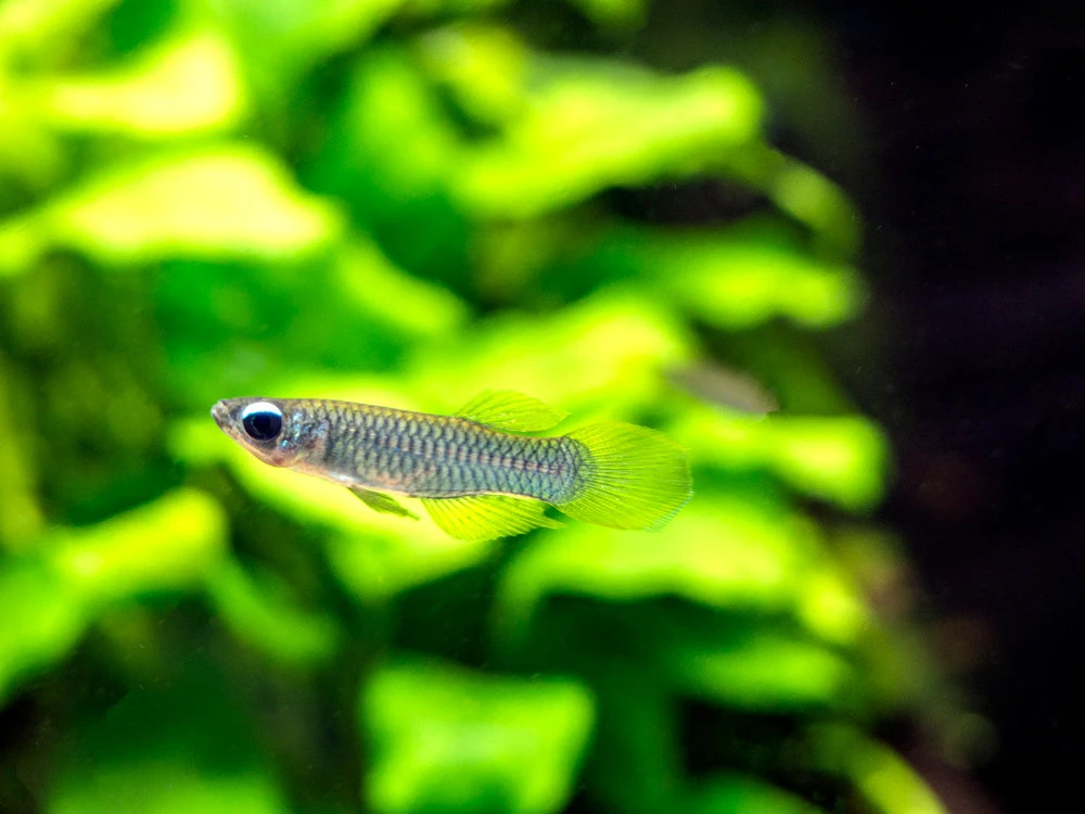 Norman’s Lampeye Killifish (Poropanchax Normani), Tank-Bred! - Image 5