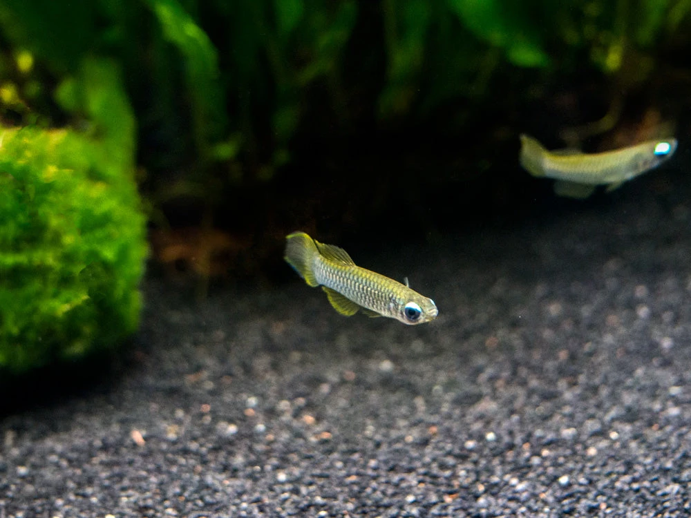 Norman’s Lampeye Killifish (Poropanchax Normani), Tank-Bred! - Image 6
