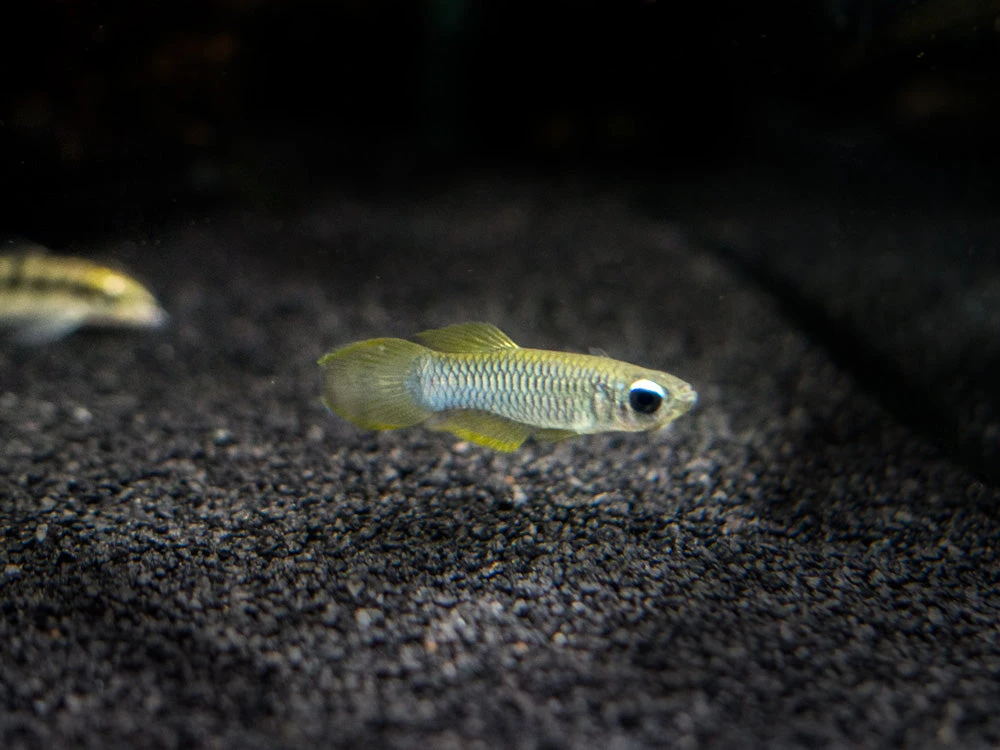 Norman’s Lampeye Killifish (Poropanchax Normani), Tank-Bred!